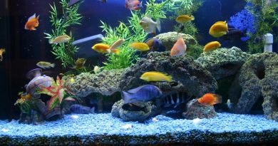freshwater aquarium fishes