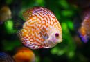 How To Acclimate Fish To Your Aquarium?