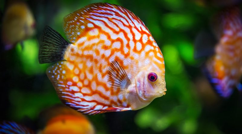 How To Acclimate Fish To Your Aquarium?